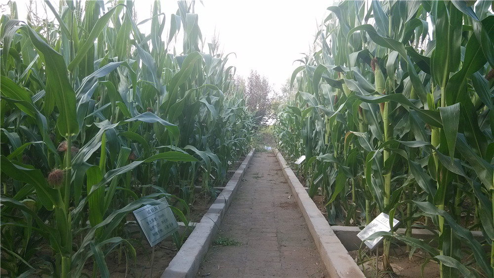 云顶集团(中国区)官方网站